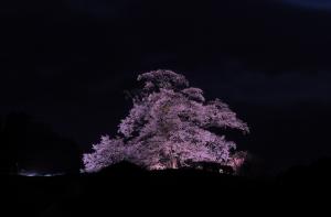 塩ノ崎の大桜