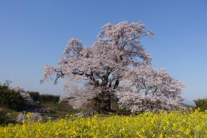 本宮市の桜