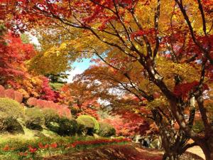 花と歴史の郷蛇の鼻　紅葉